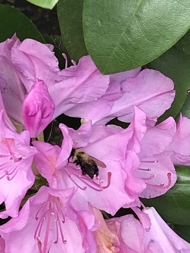 photo of Half-black Bumble Bee (Bombus vagans)