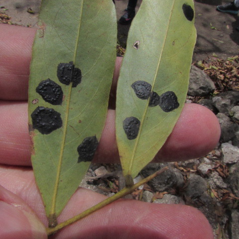 Rhytisma image