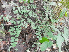Adiantum andicola