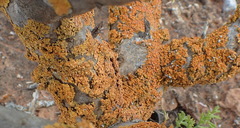 Dufourea