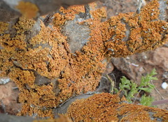 Dufourea