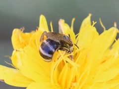 Lasioglossum leucozonium