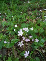 Claytonia sibirica