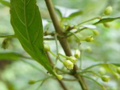 Hoffmannia cuneatissima