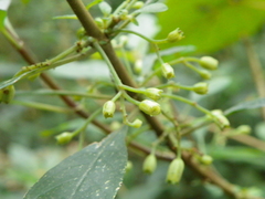 Hoffmannia cuneatissima