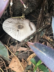Agaricus endoxanthus
