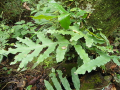 Phlebodium pseudoaureum