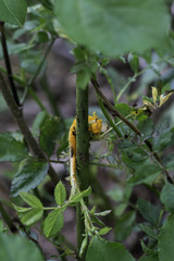 Phragmidium rosae-multiflorae