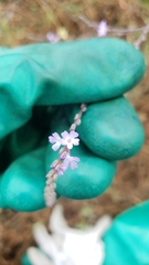 Verbena menthifolia