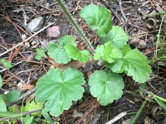 Heuchera richardsonii