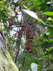 Smilax aristolochiifolia