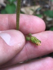 Heuchera richardsonii