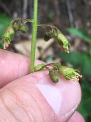 Heuchera richardsonii