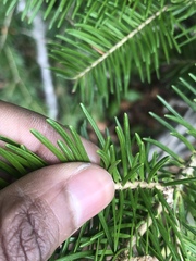 Abies balsamea image