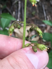 Heuchera richardsonii