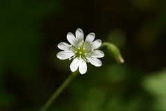 Cerastium velutinum