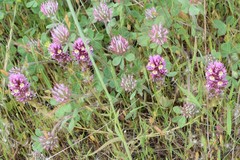 Castilleja densiflora densiflora