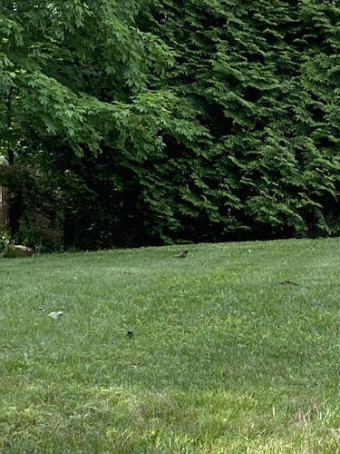 photo of American Robin (Turdus migratorius)