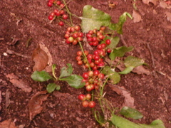 Smilax aristolochiifolia