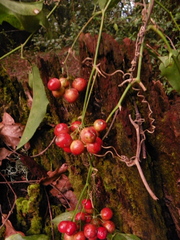 Smilax aristolochiifolia
