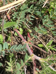 Astragalus tennesseensis