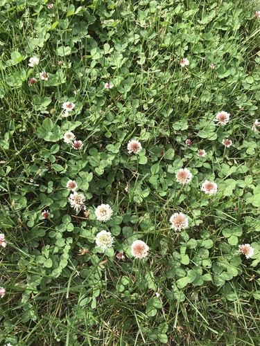 photo of White Clover (Trifolium repens)