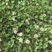 photo of White Clover (Trifolium repens)