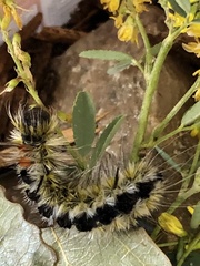 Lophocampa ingens