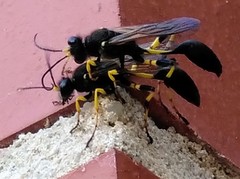 Sceliphron destillatorium