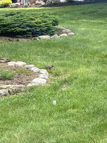 photo of American Robin (Turdus migratorius)