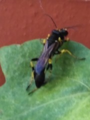 Sceliphron destillatorium