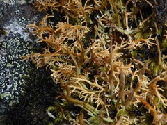 Sphaerophorus fragilis