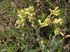 Astragalus tennesseensis