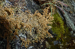 Sphaerophorus fragilis