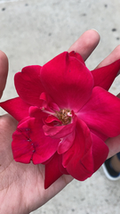 Magnoliopsida