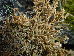 Sphaerophorus fragilis