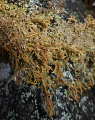 Sphaerophorus fragilis