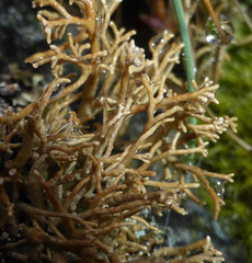 Sphaerophorus fragilis