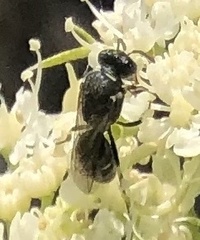 Hylaeus