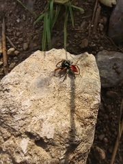Philaeus chrysops
