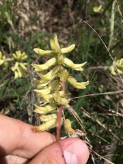 Astragalus tennesseensis