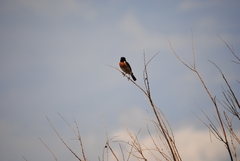 Saxicola rubicola