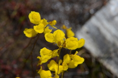 Utricularia cornuta