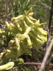 Astragalus tennesseensis