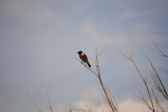Saxicola rubicola