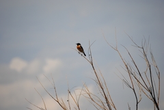 Saxicola rubicola