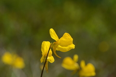 Utricularia cornuta