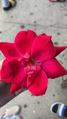 Magnoliopsida