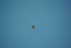 Hieraaetus pennatus