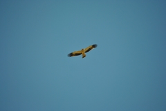 Hieraaetus pennatus